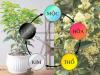 Có một cây hợp cả 5 mệnh, trồng trước nhà giàu có ba đời, con cháu hưởng phước
