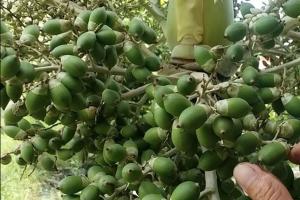 Loại quả trước bỏ đi giờ thành đặc sản, muốn mua không dễ