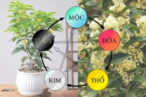Có một cây hợp cả 5 mệnh, trồng trước nhà giàu có ba đời, con cháu hưởng phước