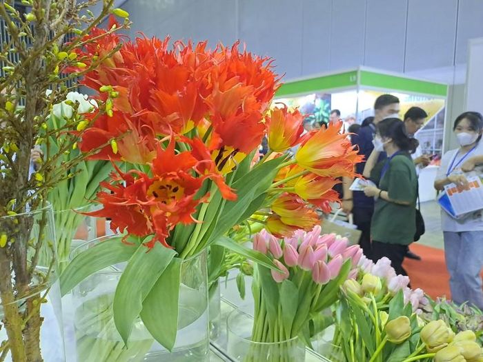 Ngày 8-3: Chi hơn 6 triệu đồng mua hoa tulip tặng người yêu