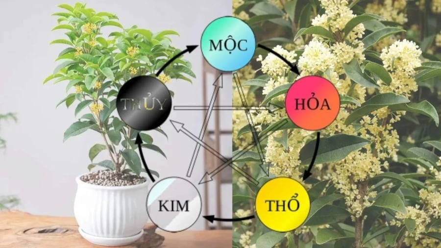 Có một cây hợp cả 5 mệnh, trồng trước nhà giàu có ba đời, con cháu hưởng phước